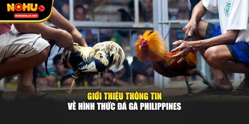 Giới thiệu thông tin về hình thức Đá Gà Philippine