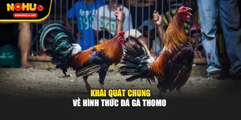 Khái quát chung về hình thức đá gà Thomo