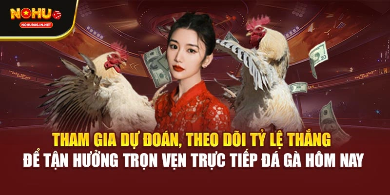Tham gia dự đoán, theo dõi tỷ lệ thắng để tận hưởng trọn vẹn trực tiếp đá gà hôm nay